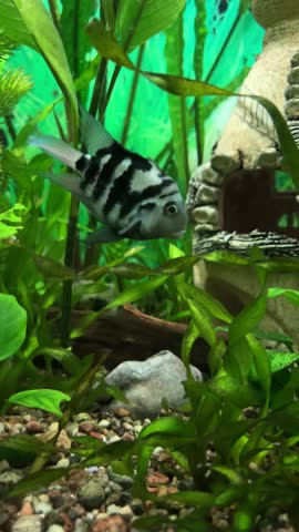 Convict cichlid swimming among green plants in a freshwater aquarium, fish moving calmly through green aquatic plants in a freshwater planted aquarium, tiny bubbles drifting in clear water, 