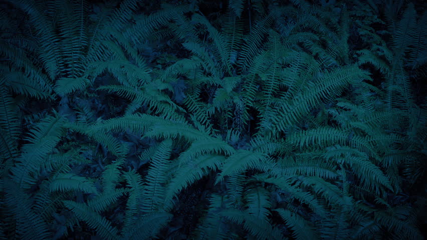 Looking Down On Ferns In Rainfall In The Woods