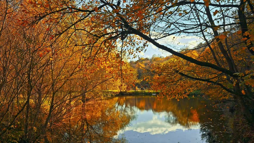 A beautiful autumn day with a lake in the background. The trees are full of leaves and the water is calm
