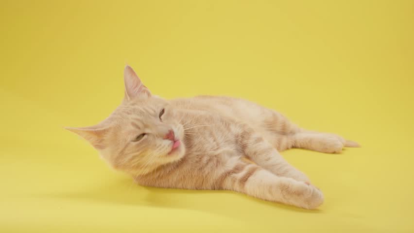 Ginger cat rolls sideways across a yellow floor. Slow movement with relaxed body language.