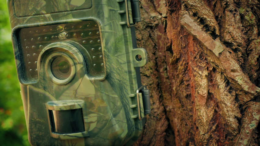 Wildlife Camera On Tree Trunk Close-Up