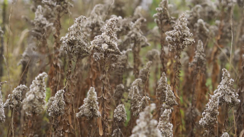 Late Autumn Dry Grass: Close-up on the soft, fluffy seed heads of dried plants in a field