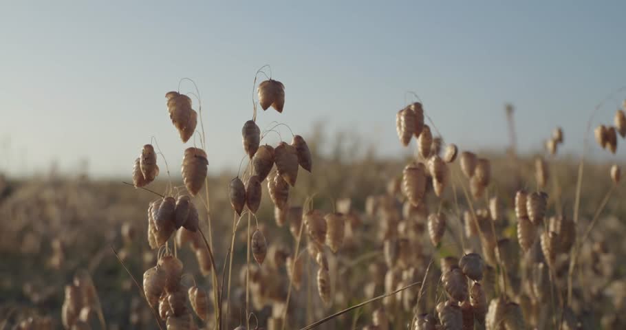 Gently Swaying Dry Seed Pods Against a Clear Sky