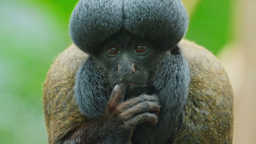 A large thinking ape with a pronounced large brain is in a thinking state with its finger in its mouth. Closeup