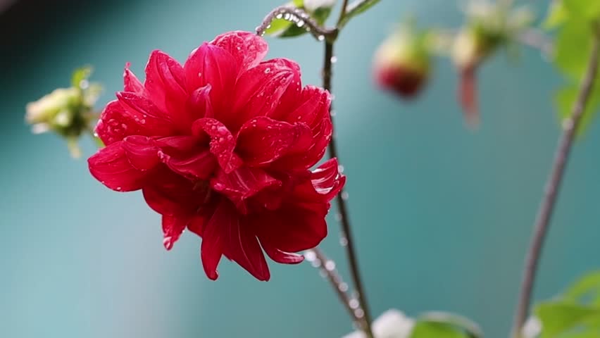 The video shows a large red dahlia flower covered with sparkling water drops. The vivid red petals gently sway in the breeze, while in the background a soft, blurred light and another flower bud can 
