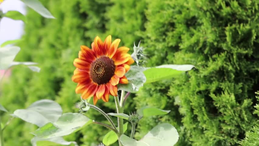 Decorative sunflower with dark core and bright orange red petals moves gently in a light breeze with blurred green foliage behind.
