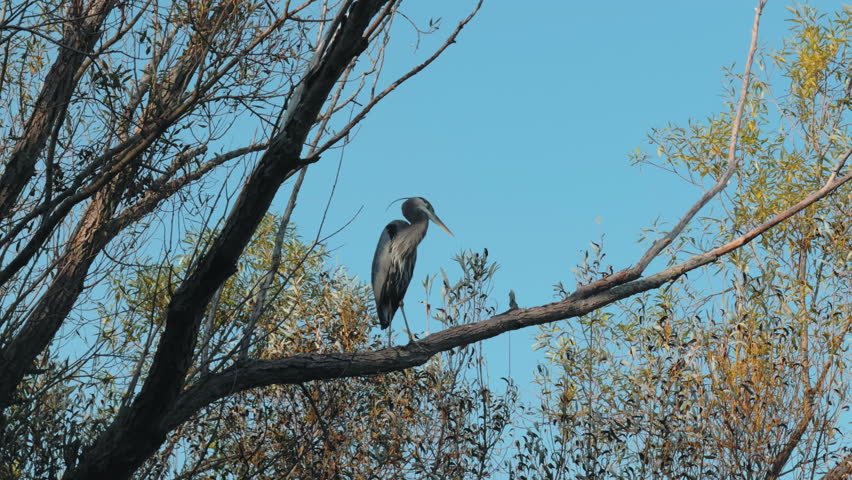 Blue heron perches gracefully on tree branch against a clear blue sky. The bird tall, slender silhouette, long neck, and sharp beak stand out beautifully in the sunlight