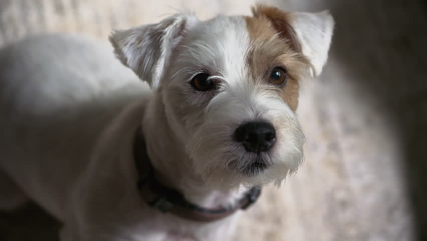 Cute dog Jack Russel sits excited and patiently waiting for the treat . Close up shote inside the house. 