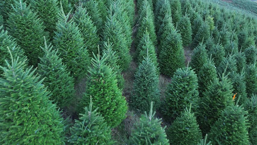 healthy fraser fir christmas trees growing in ashe county nc, north carolina
