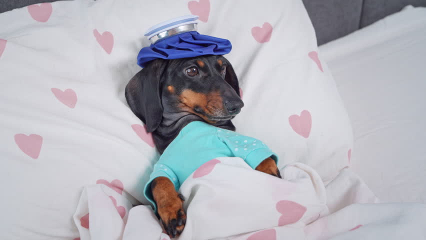 A relaxed dachshund dog rests during an illness in blue pajamas under a blanket with a cold compress.