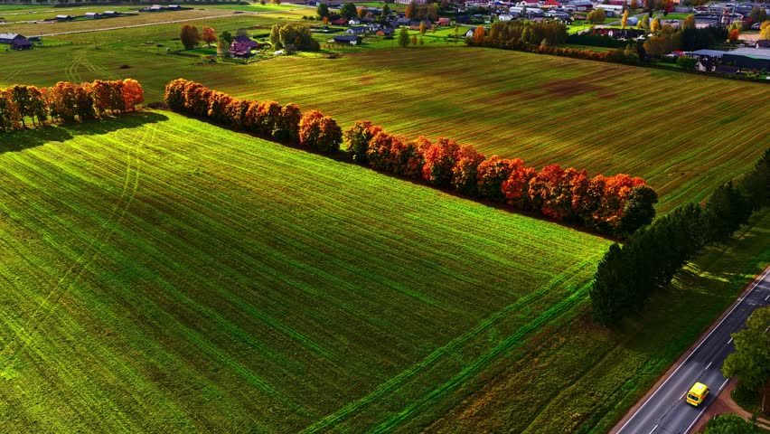 Aerial of autumnal orange farmland with neat green fields and bright red trees bordering edges