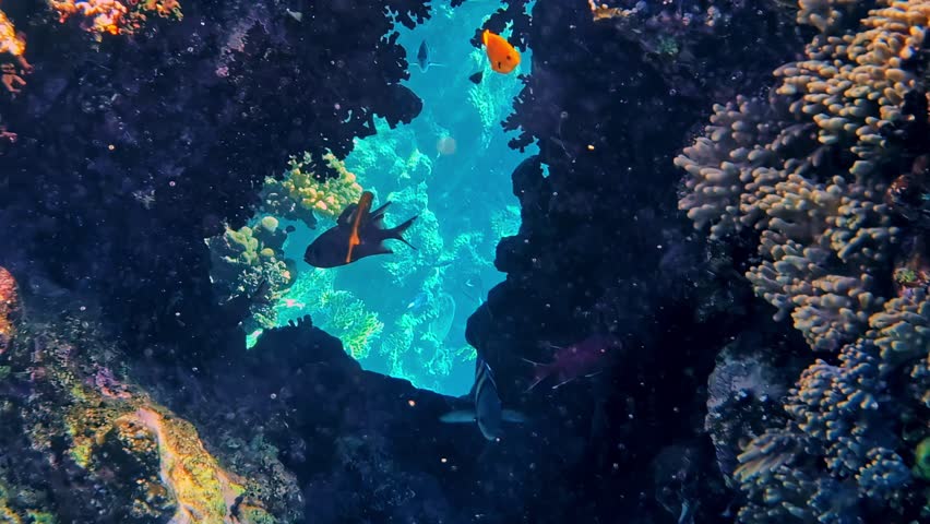 Tropical coral reef and blue ocean near Egyptian coastline, orange fish hiding in coral cave