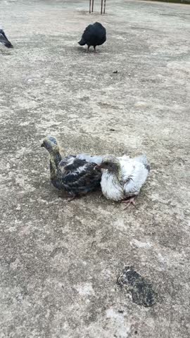 Two baby pigeons playing together on the floor — cute and natural wildlife moment.