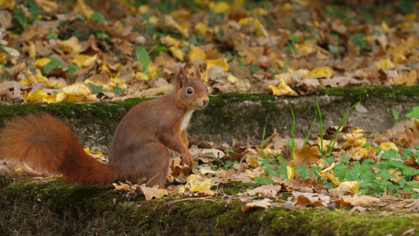 Red squirrel closeup look and jumps away in a quiet autumn forest colorful leaves wildlife natural trees environment soft sunlight