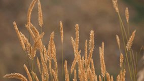 Close-up of golden grass swaying gently in the late summer wind. Warm sunlight illuminates the stalks against a soft bokeh background. Filmed in the Palouse region, Washington. Peaceful and natural. - Powered by Shutterstock - Get 15% off with code: PIKWIZARD15