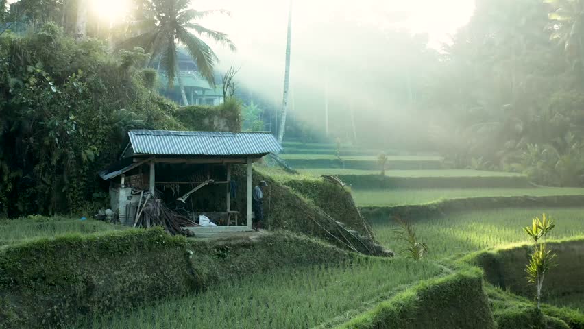 Morning sunlight shines over the terraced rice fields of Tegallalang, Bali, Indonesia. A small hut and farmer add life to this serene tropical landscape surrounded by lush greenery and misty air.
