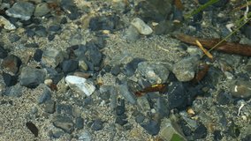 Shallow creek water flows gently over rocks and sand, natural daylight, steady close-up shot - Powered by Shutterstock - Get 15% off with code: PIKWIZARD15