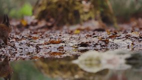 Red squirrel sniffs ground carefully, searching through leaves in slow motion closeup - Powered by Shutterstock - Get 15% off with code: PIKWIZARD15