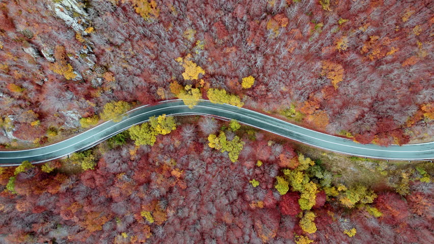 Winding road through vibrant autumn forest from aerial view