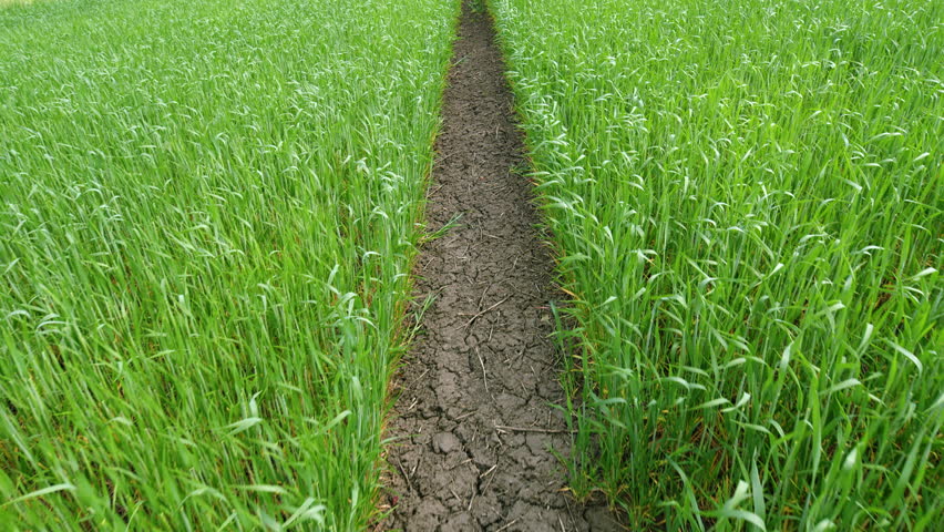 A Lush Green Field Accompanied by a Beautiful Pathway Flowing Through Fields of Crops