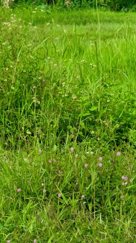 A view of the butterfly and other insects fly around the uncultivated grasses, weeds, and flowers in the meadow.