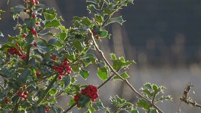 Bright red holly berries on a holly bush. Back lit by the winter sunlight shining through the lush green leaves. Christmas scene - Powered by Shutterstock - Get 15% off with code: PIKWIZARD15