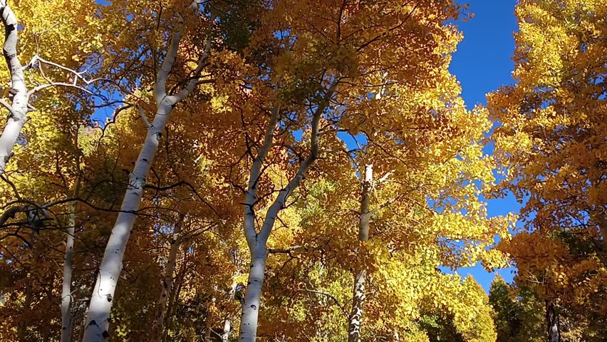 Hiking through a yellow Quaking Aspen, Populus tremuloides, forest in the fall. Snowbowl, Flagstaff, Arizona.
