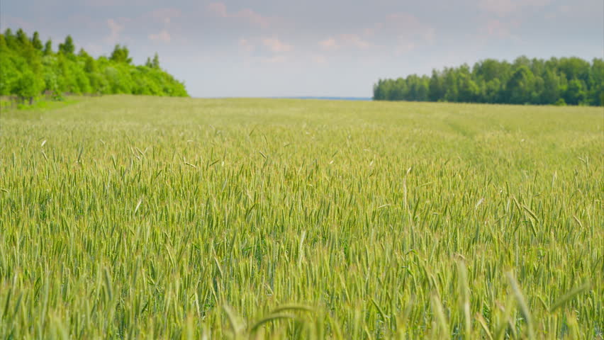 A Beautiful Lush Green Wheat Field Set Beneath a Clear and Bright Blue Sky Above