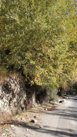 Kkh road in hunza valley in autumn with beautiful colors everything trun into gold
