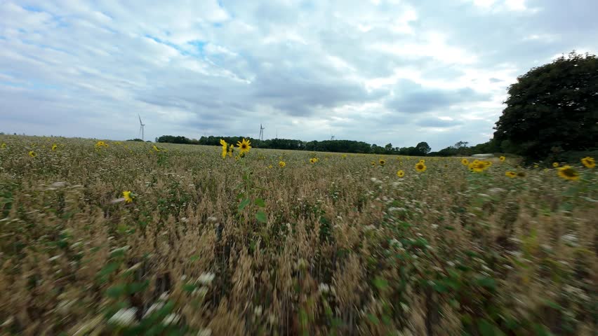 Dynamic FPV drone view soaring across sunflower plantation with sunlight and countryside landscape, United Kingdom