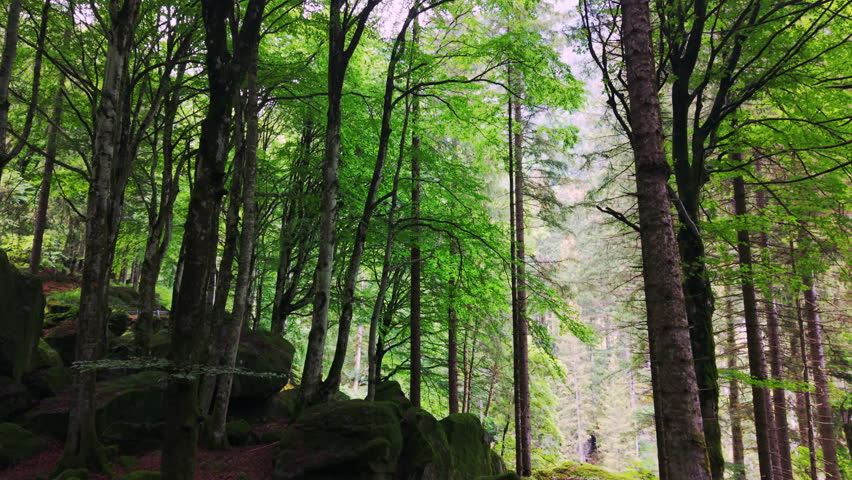 Drone tilts up and moves forward from the forest floor covered in red leaves to reveal tall green trees and bright canopy light.