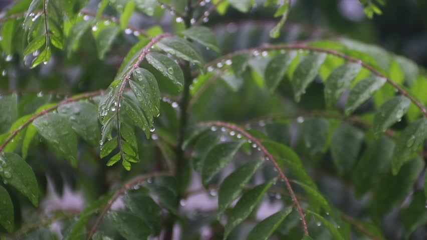curry leaf tree after rain with water wetting the surface