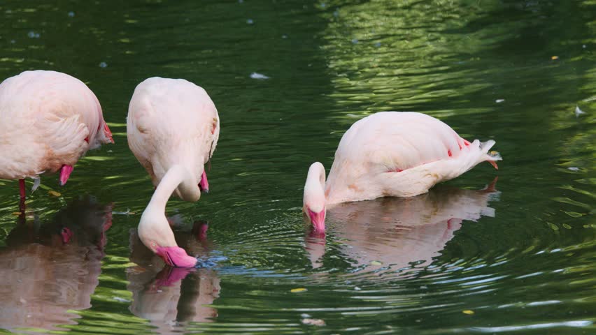 Two greater flamingos feed and interact in calm wetland water, natural daylight, steady camera