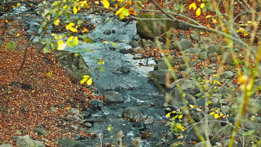 A stream of water flows through a rocky area with leaves on the ground. The water is clear and the rocks are scattered throughout the area. The scene is peaceful and serene