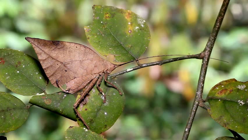 Masterful Dead Leaf Mimic Insect Camouflaged on Branch.
