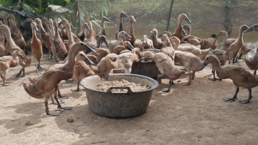 a large group of brown ducks gathered around a feeding trough. Some ducks are eating, while others stand nearby