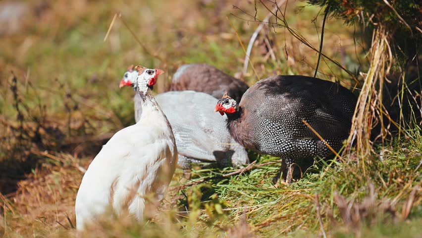 Three turkey birds are eating grass in a field. One of the birds is white and the other two are black