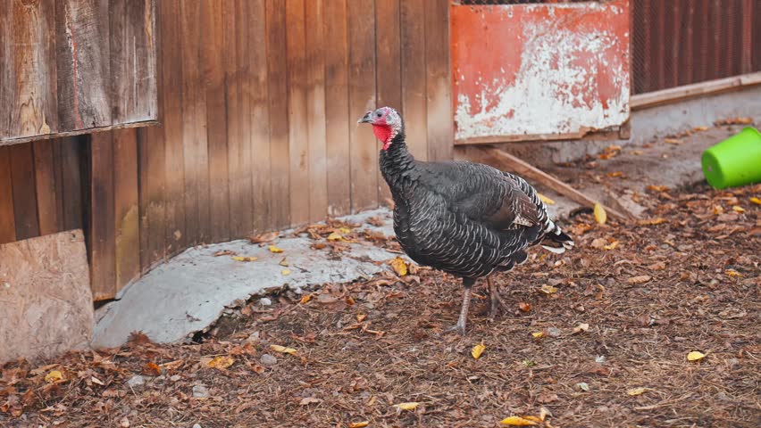 A turkey is standing in a yard with a fence behind it. The turkey is brown and white with a red beak