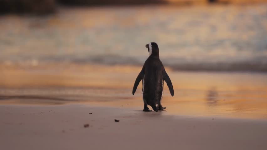 African Penguin Walking on Beach at Golden Sunset.
