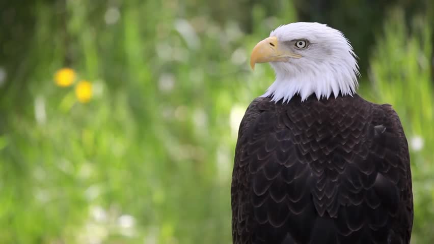 Closeup Eagle national bird of the United States
