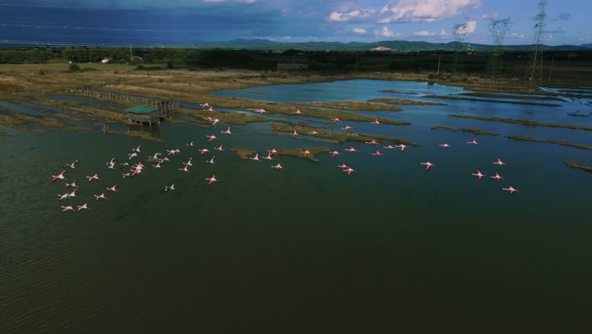Flamingo birds flying above shallow lagoon water. Pink exotic wings and legs slow motion aerial drone