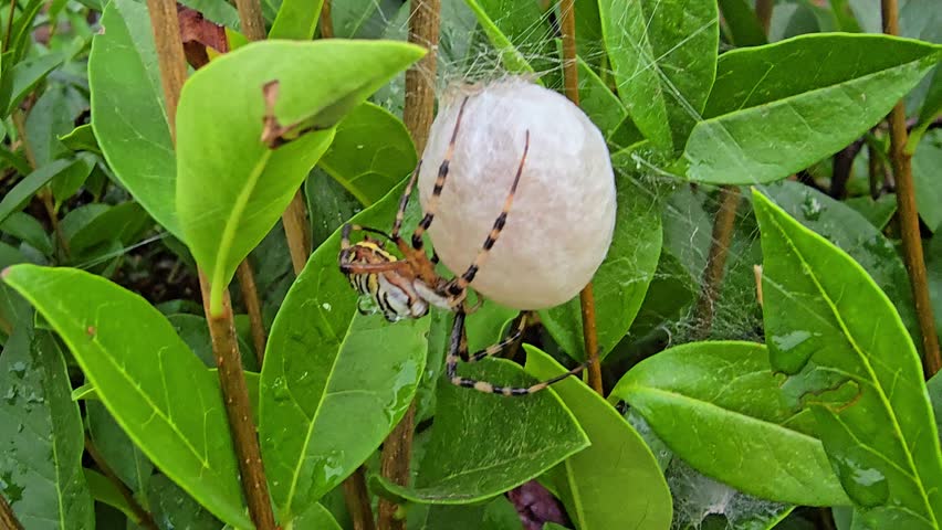 Tiger spider creating a silk cocoon for eggs, macro slow motion shot showing spider spinning silk from abdomen onto the round egg sac.