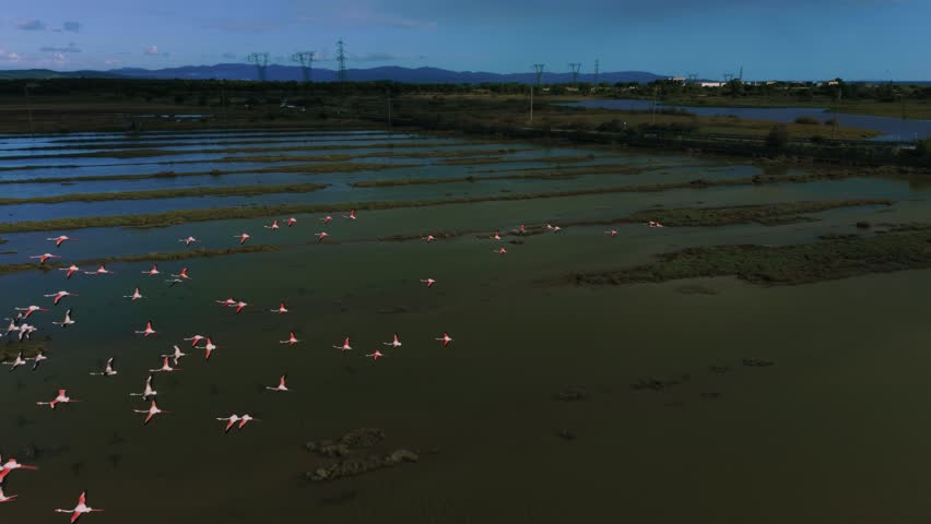 Pink flamingo exotic birds flying above shallow lagoon water. Wings and legs slow motion aerial