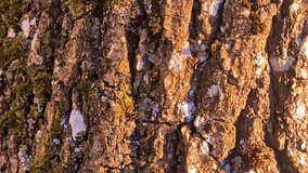 Close-Up Of Tree Bark Covered In Moss And Lichen Lit By Golden Evening Sunlight - Powered by Shutterstock - Get 15% off with code: PIKWIZARD15