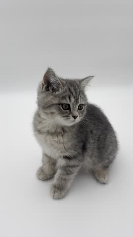 Playful Gray and White Scottish Straight Kitten Exploring on a White Background. Cute baby cat looking at the camera and around. Fluffy Scottish Straight kitten Vertical Background.