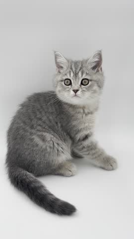 Playful Gray and White Scottish Straight Kitten Exploring on a White Background. Cute baby cat looking at the camera and around. Fluffy Scottish Straight kitten Vertical Background.