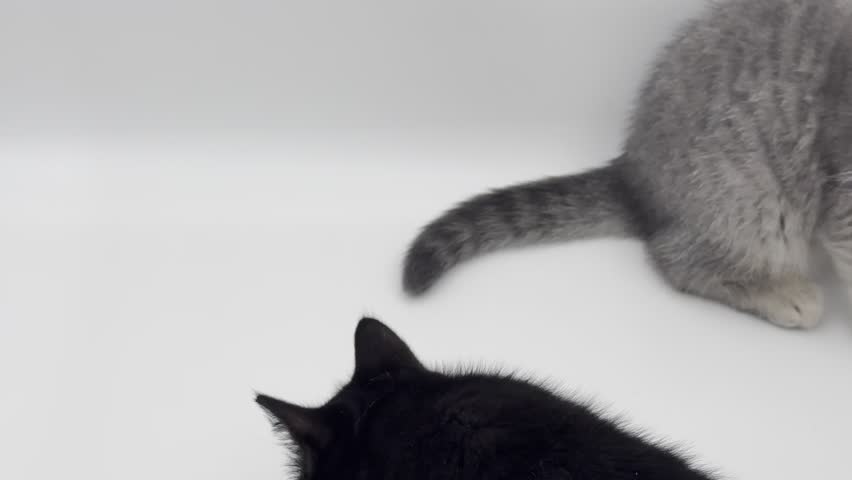 Playful Cute Kittens. Adorable Gray and Black Fluffy Baby Cats Playing and Fighting.  Scottish Straight Kittens Exploring on a White Background. Cute baby cat looking at the camera and around. 