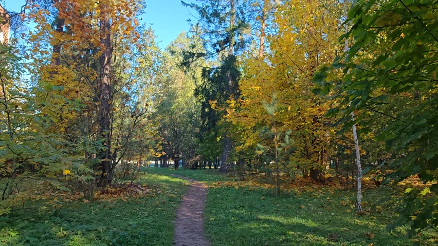 Pines, firs, birches and maples grow on a grassy lawn in a city park. Maple trees have bright yellow and red foliage. The hiking trail is strewn with fallen leaves. Sunny autumn weather