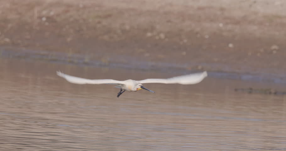 Eurasian Spoonbills Flying Gracefully Over Lake in Slow Motion – Elegant Wetland Bird in Flight