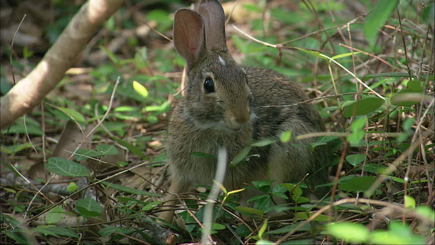 A rabbit in the green forest floor looking around for food during the day